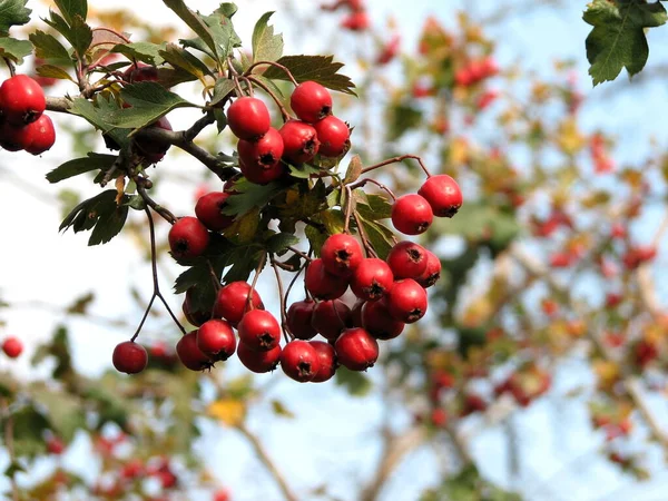 Crataegus espinheiro quickthorn espinheiro May-árvore whitethorn hawberry — Fotografia de Stock