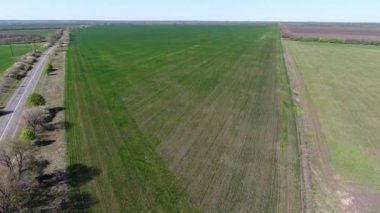 Haşerelerin mahvettiği buğday tarlasının insansız hava aracı görüntüsü
