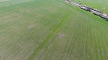 Haşerelerin mahvettiği buğday tarlasının insansız hava aracı görüntüsü