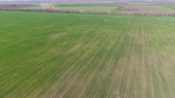 Pandangan Drone dari bidang gandum musim dingin dimanjakan oleh hama — Stok Video