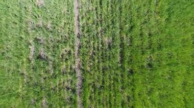 Kışlık buğday tarlalarının üzerinden drone görüntüsü yükseliyor, tarladan yükseliyor..