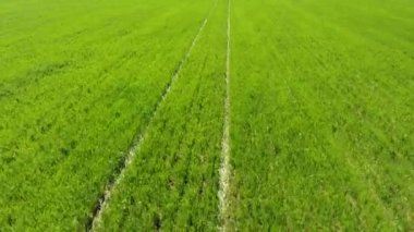 Kışlık buğday tarlasının drone görüntüsü