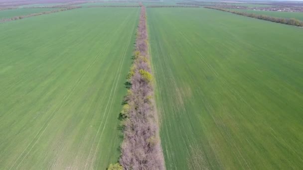 Drohnenblick über die Felder, ein Winterweizenfeld entlang des Pflanzwaldgürtels — Stockvideo