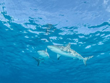 Karayip resif köpekbalığı