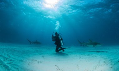 Limon köpekbalığı, Bahama Adaları