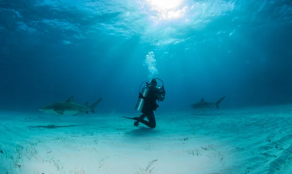 Tiburón limón en Bahamas — Foto de Stock