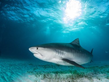 Kaplan köpekbalığı, Bahama Adaları