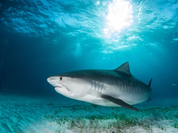 Tiger shark op Bahama 's — Stockfoto