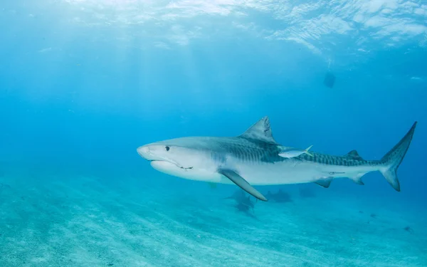 Tiger shark op Bahama 's — Stockfoto