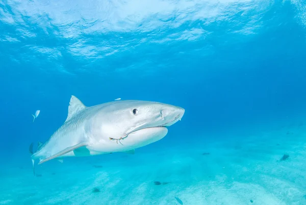 Requin tigre aux Bahamas — Photo