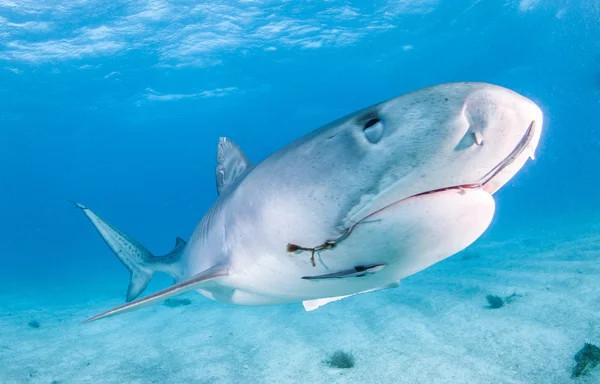 虎鲨在巴哈马 — 图库照片