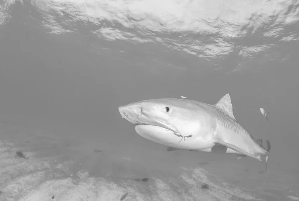 Tiger haj på Bahamas — Stockfoto