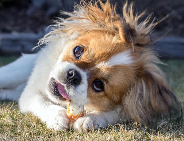 Young pekinese dog — Stock Photo, Image