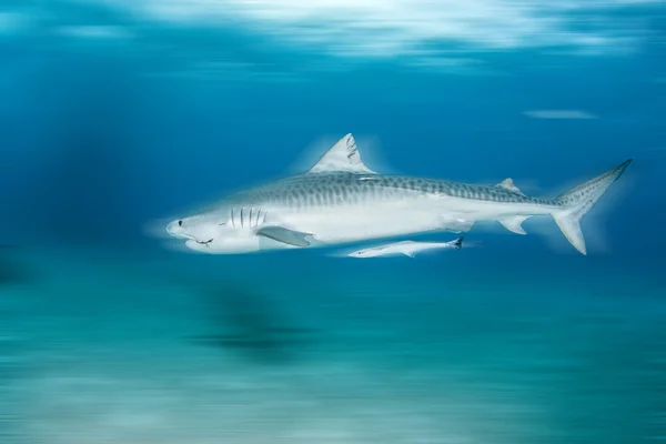 Tigerhai auf Bahamas — Stockfoto