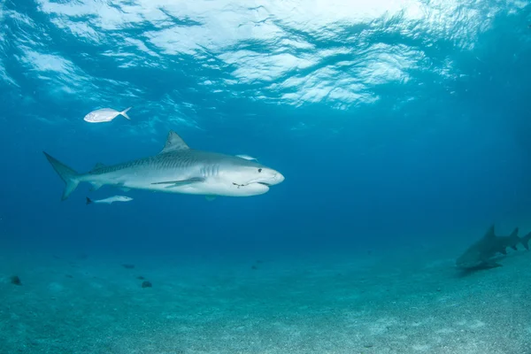 Tiger shark op Bahama 's — Stockfoto