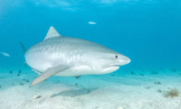 Tiger shark na Bahamy — Zdjęcie stockowe