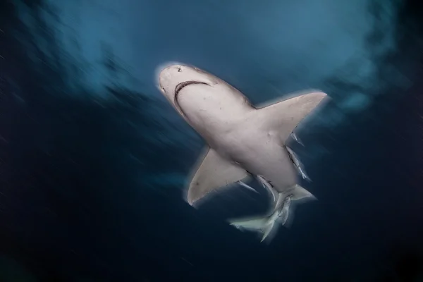 Lemon shark på Bahamas — Stockfoto