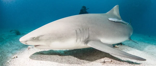 Tubarão-limão nas Bahamas — Fotografia de Stock