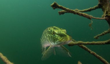 Pike Erlaufest, Avusturya