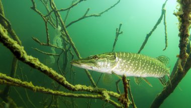 Pike Erlaufest, Avusturya