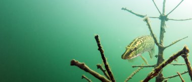 Pike Erlaufest, Avusturya