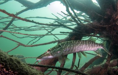 Pike Erlaufest, Avusturya