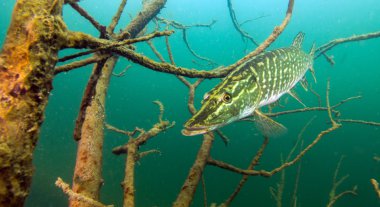 Pike Erlaufest, Avusturya