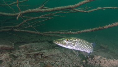 Pike Erlaufest, Avusturya