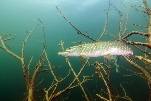 Pike Erlaufest, Avusturya