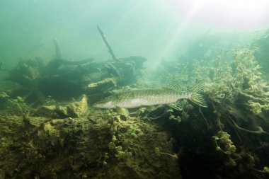 Pike Erlaufest, Avusturya