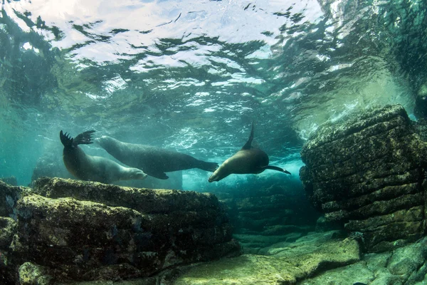 Sea Lion på La Paz, Mexiko — Stockfoto