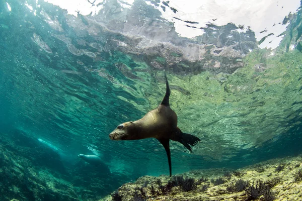 León marino en La Paz, México —  Fotos de Stock