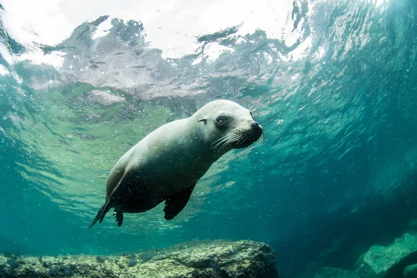 ラパス、メキシコで海のライオン — ストック写真