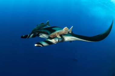 Isla Revillagigedos, Meksika, Manta Ray