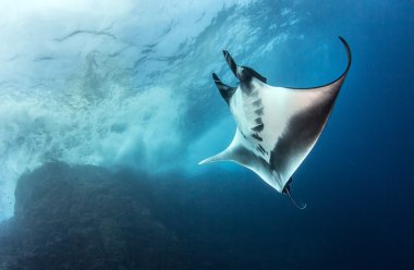 Isla Revillagigedos, Meksika, Manta Ray