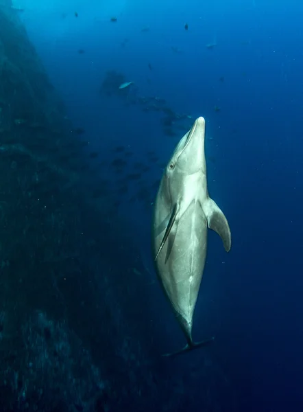 Bottlenose Dolphin a Isla Revillagigedos, Messico — Foto Stock