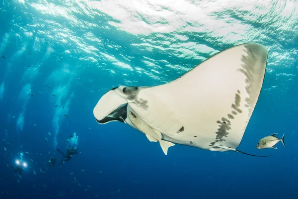 Manta Ray en Isla Revillagigedos, México —  Fotos de Stock