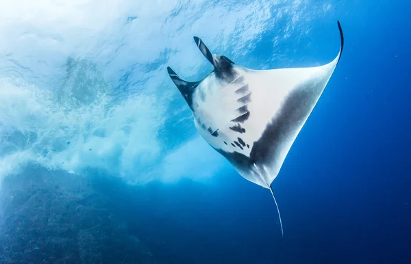 Manta Ray Isla Revillagigedos, Mexikó — Stock Fotó