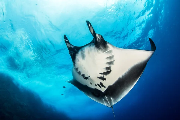 Manta Ray op Isla Revillagigedos, Mexico — Stockfoto