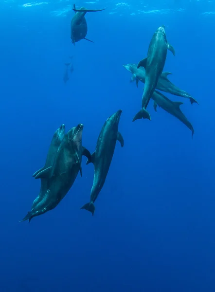 Дельфин по кличке Беленоз в Исла-Ревильяжигедос, Мексика — стоковое фото