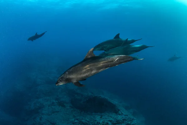 Tuimelaar op Isla Revillagigedos, Mexico — Stockfoto