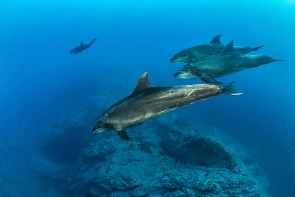 Bottlenose Dolphin, Isla Revillagigedos, Мексика — стоковое фото