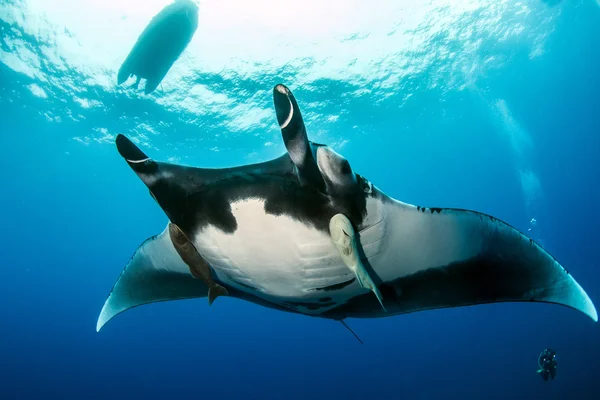 Manta Ray en Islas Revillagigedos, México — Foto de Stock