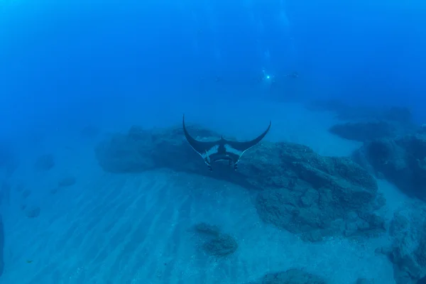 Manta Ray em Islas Revillagigedos, México — Fotografia de Stock