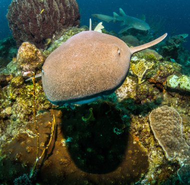 Hemşire köpekbalığı Amergris Caye, Belize
