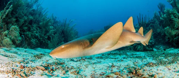 Nurse shark på Amergris Caye, Belize — Stockfoto