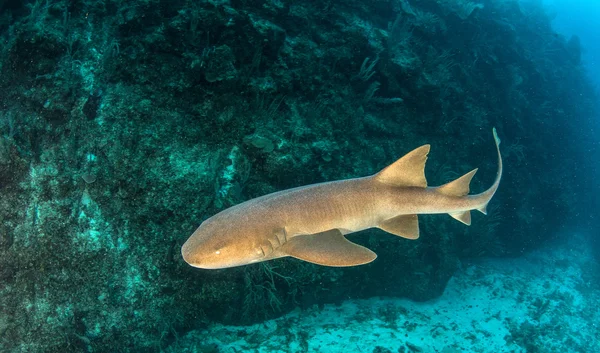 Nurse shark på Amergris Caye, Belize — Stockfoto