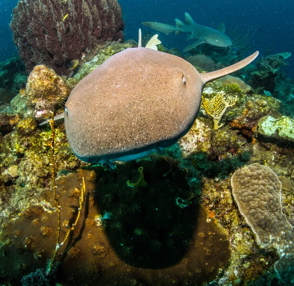 Tiburón nodriza en Amergris Caye, Belice — Foto de Stock