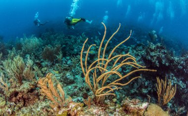 Belize tüplü dalış