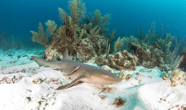 Infirmière requin à Ambergris Caye, Belize — Photo